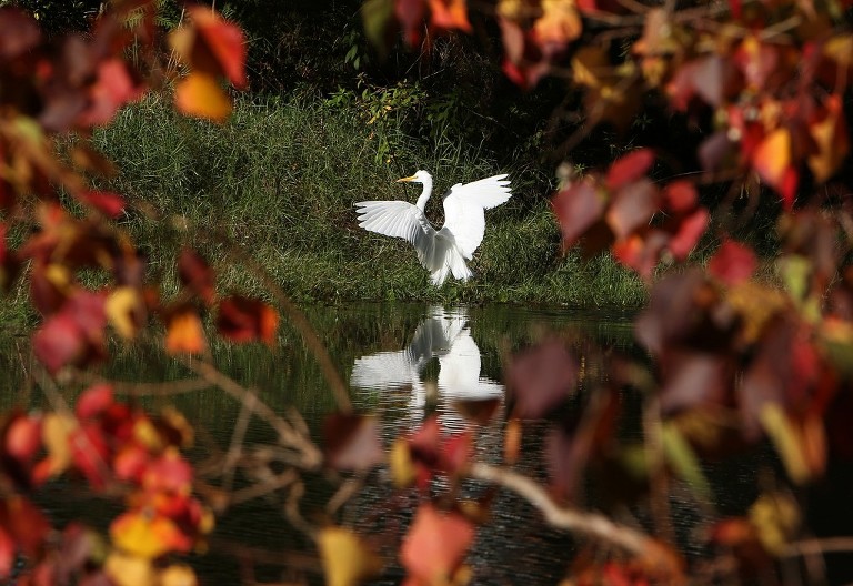 A Great Egret looks for an afternoon snack along Lake Caroline in Panama City. (Panama City Photographer | Andrew Wardlow)