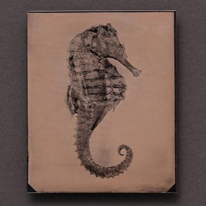 Wet plate collodion image of a seahorse in a frame taken by Panama City Beach photographer Andrew Wardlow.