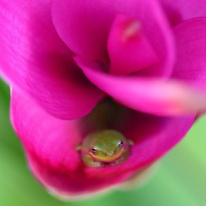 Tiny frog sits inside a pink/red flower.