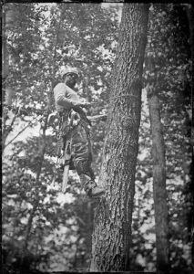 Tintype or wet plate photograph of a tree climber with spikes in a tree.