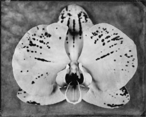Tintype or wet plate photograph of an orchid bloom.